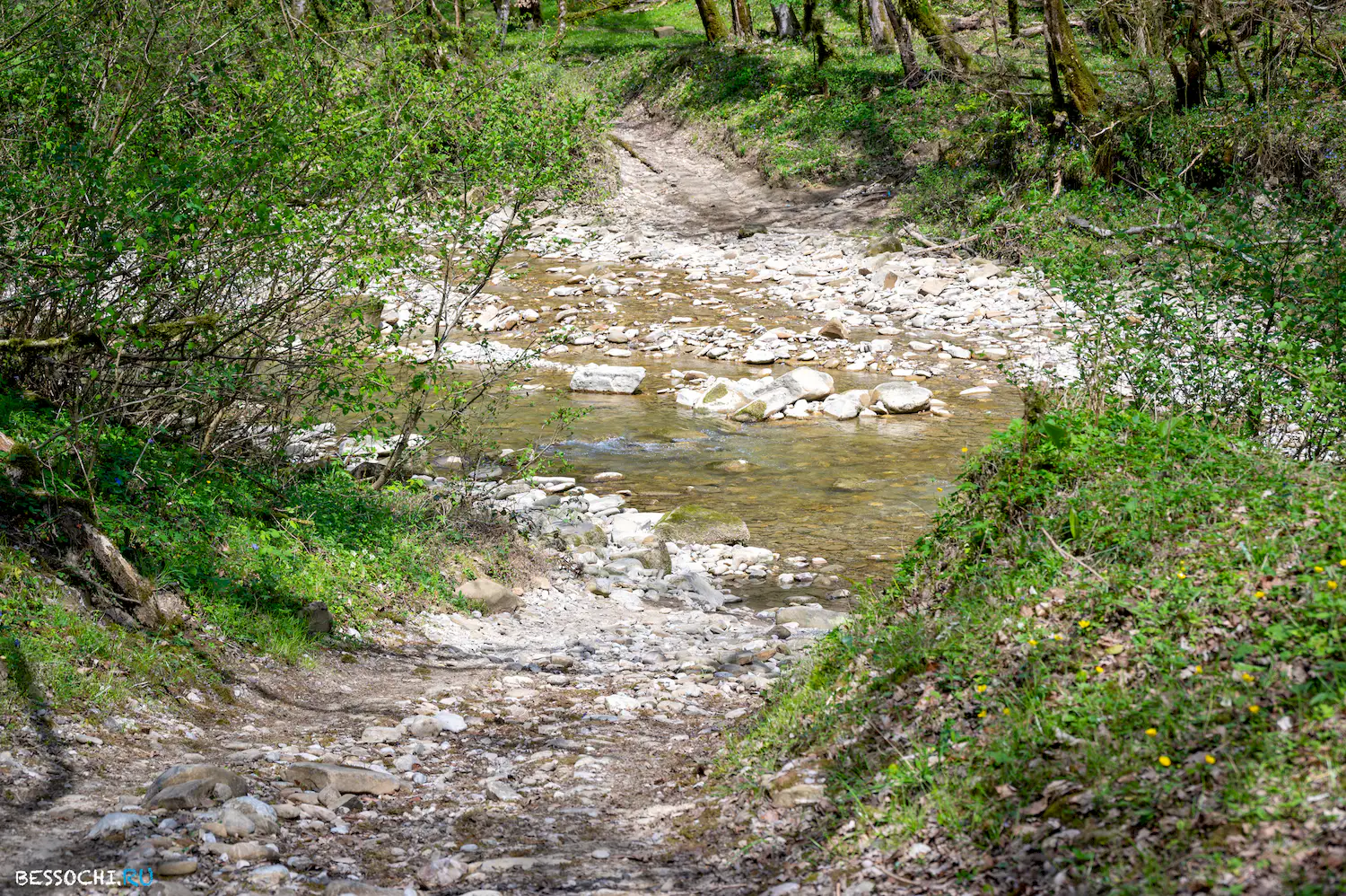 Весенний лес