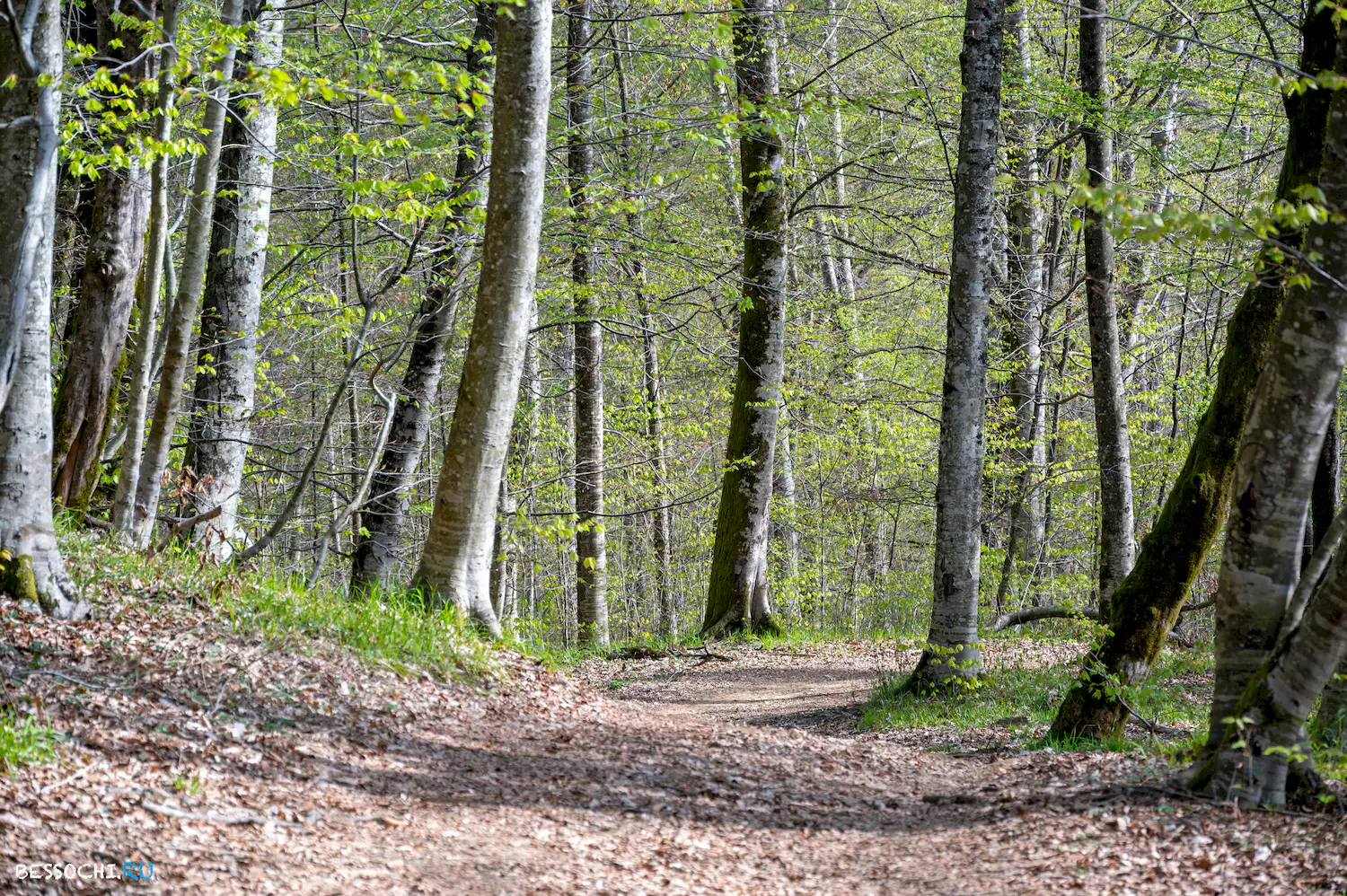 Весенний лес