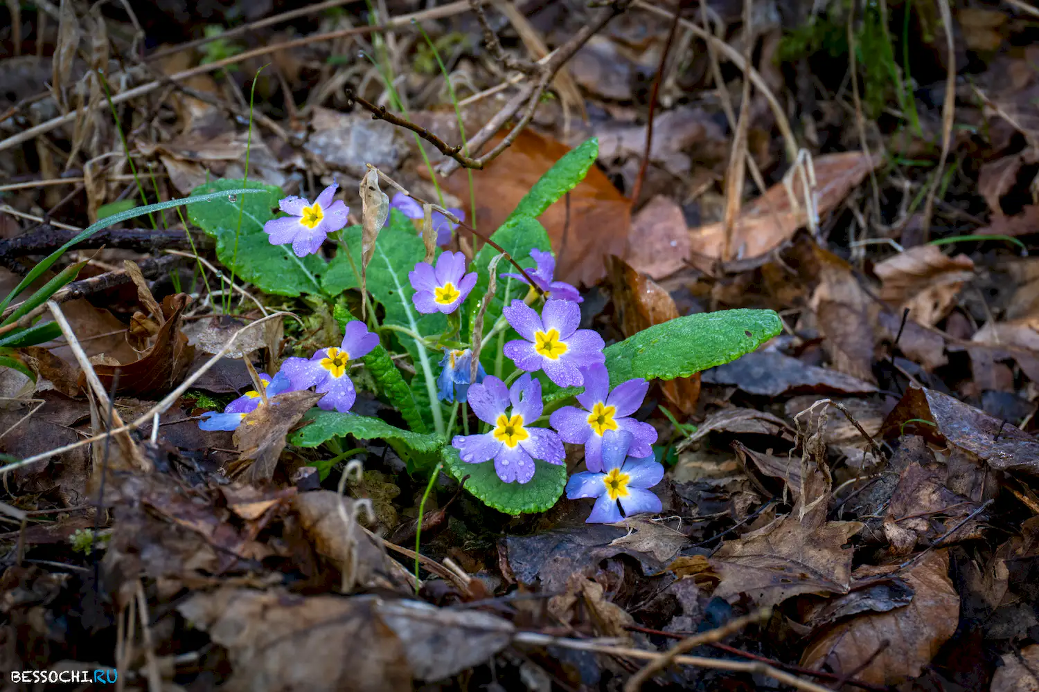 Весенний лес