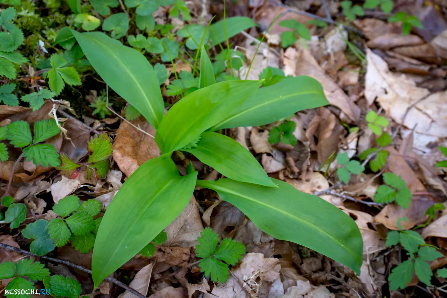 Весенний лес
