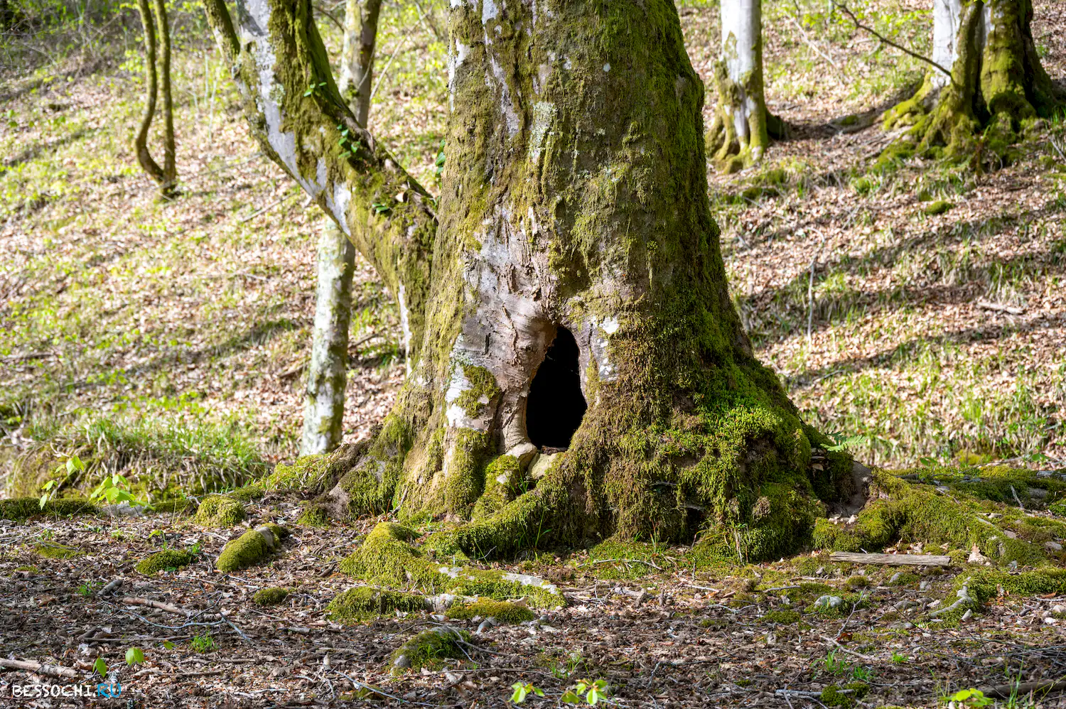 Весенний лес