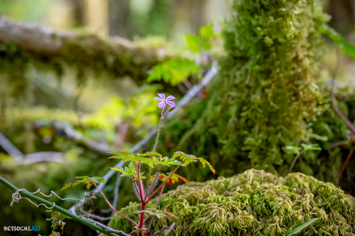 Весенний лес