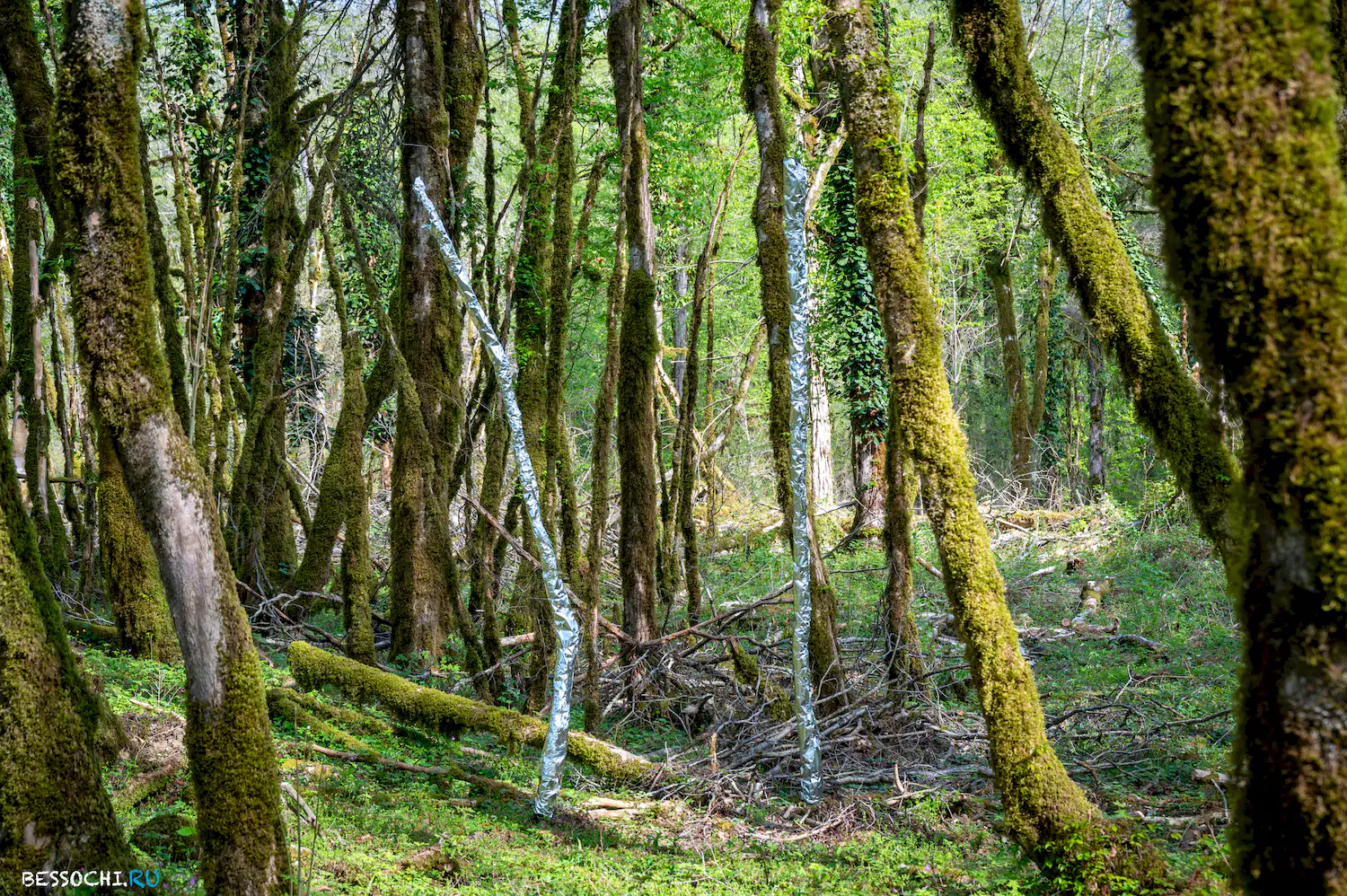 Весенний лес