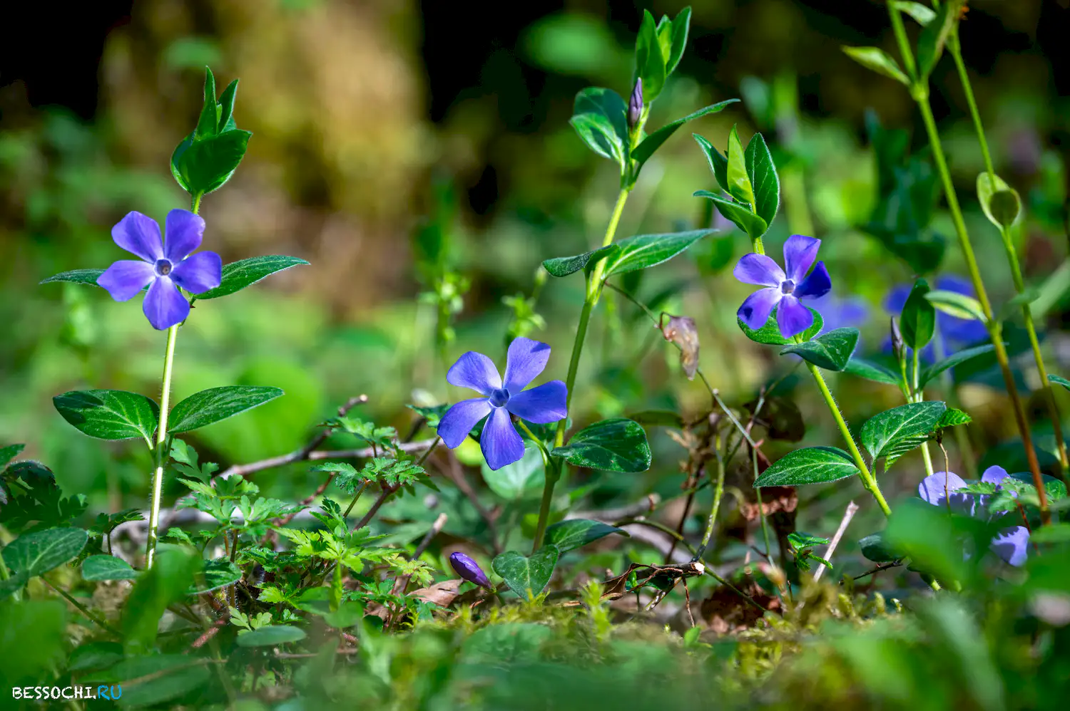 Весенний лес