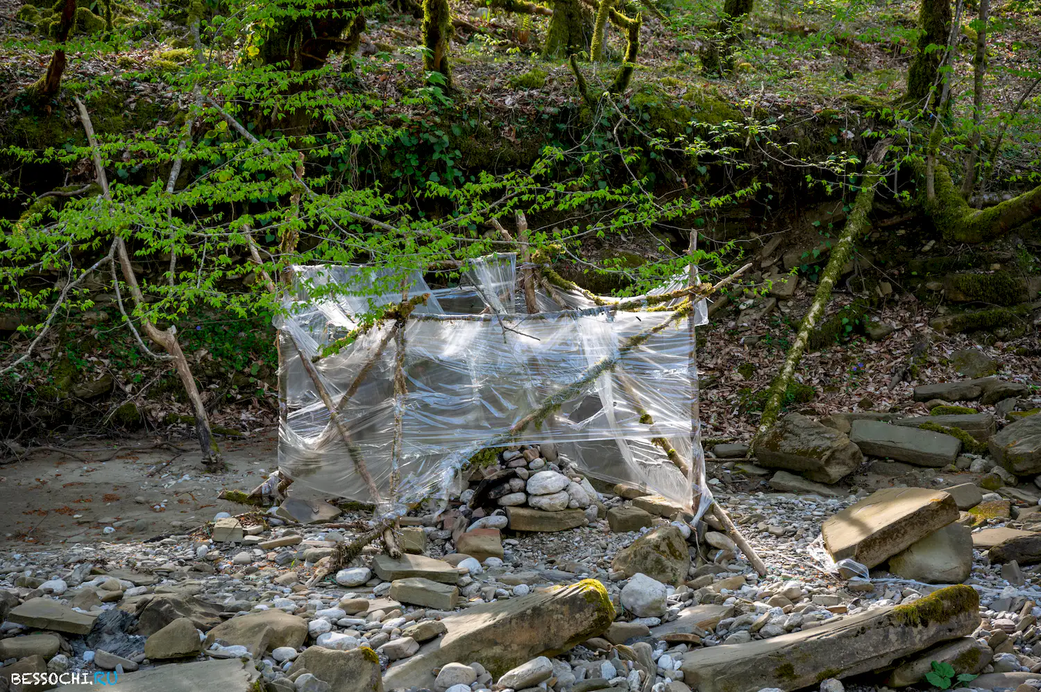 Весенний лес