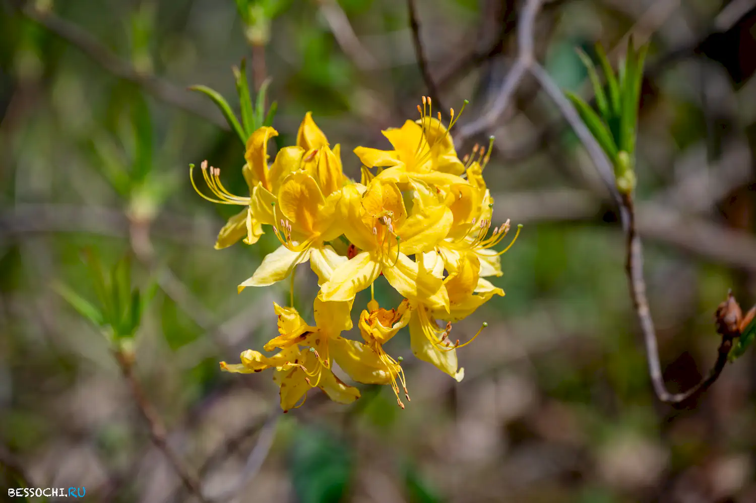 Весенний лес