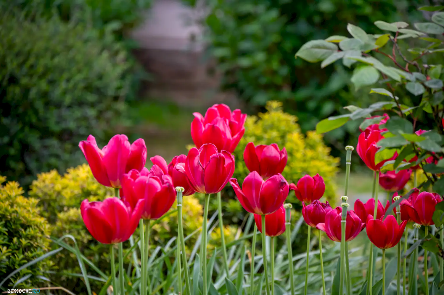 парк Лазаревское