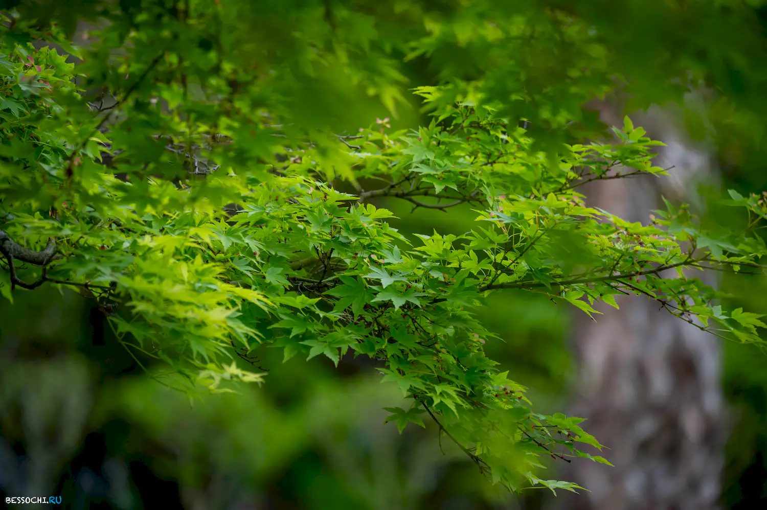 парк Лазаревское