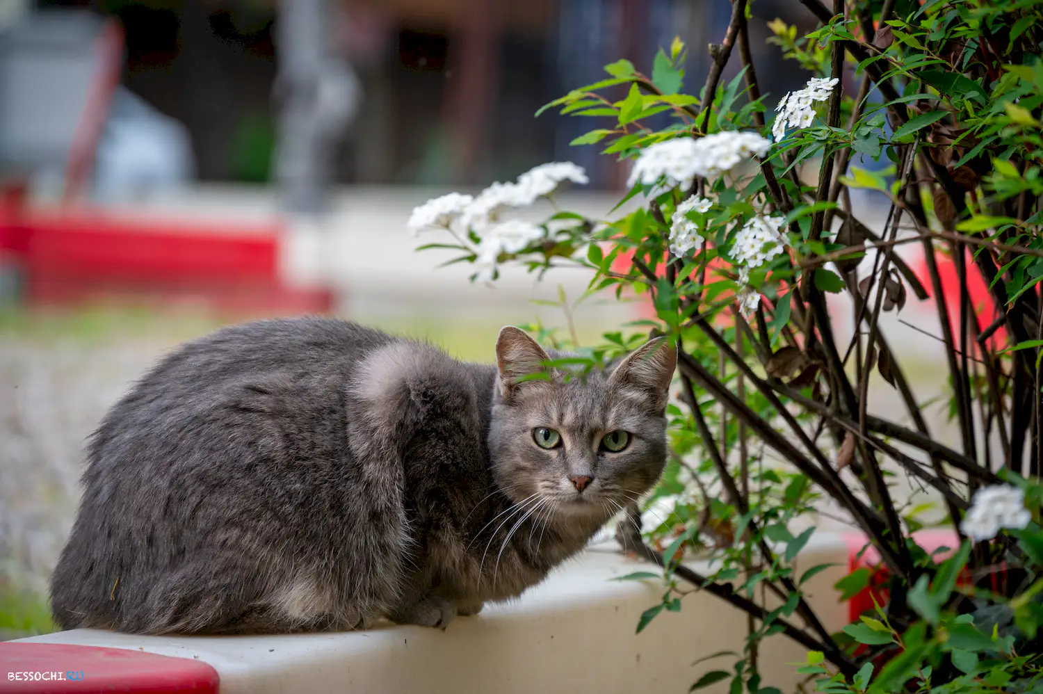парк Лазаревское