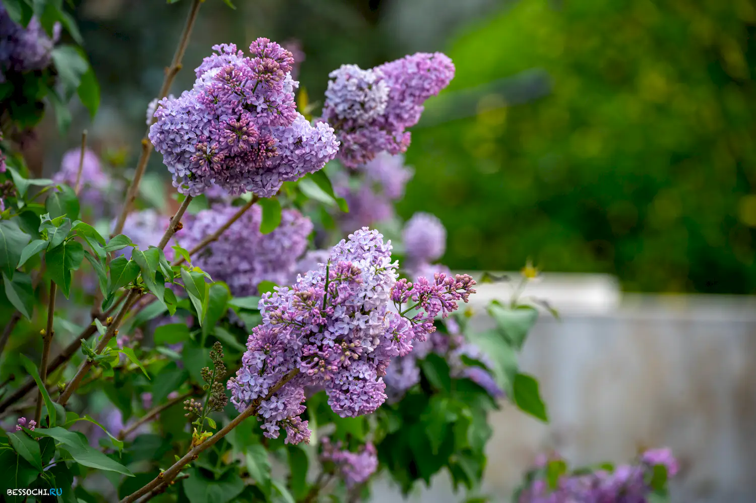 парк Лазаревское