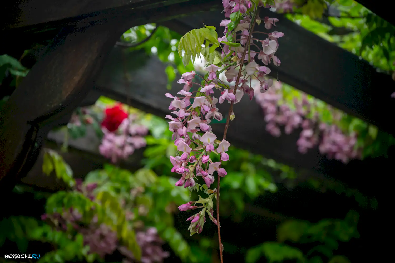 Весенний Сочи