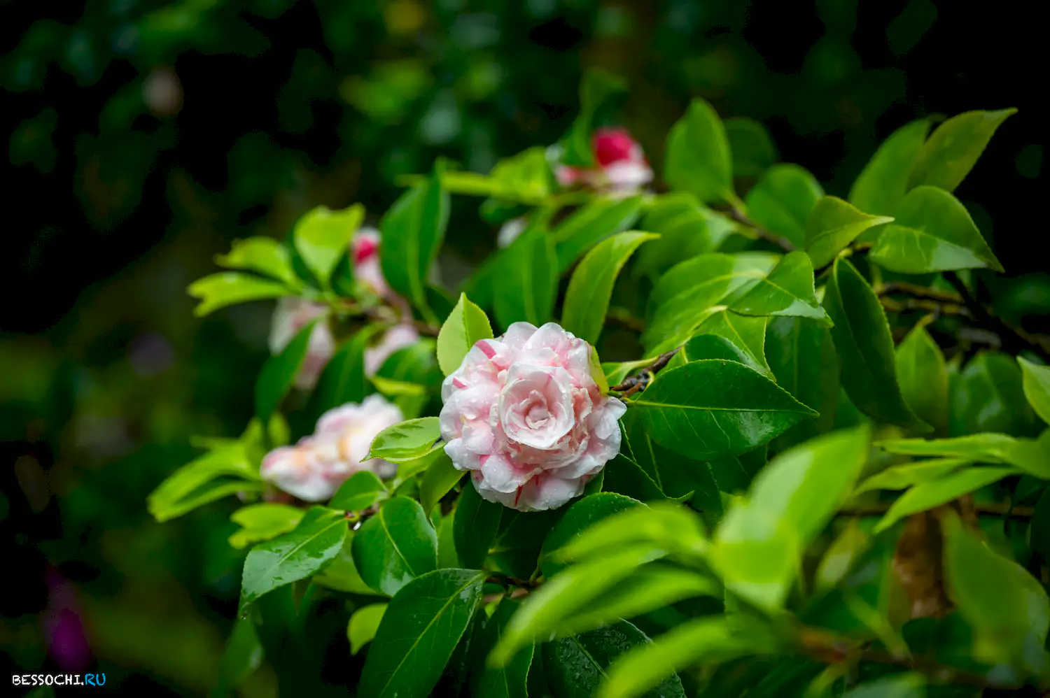 Весенний Сочи