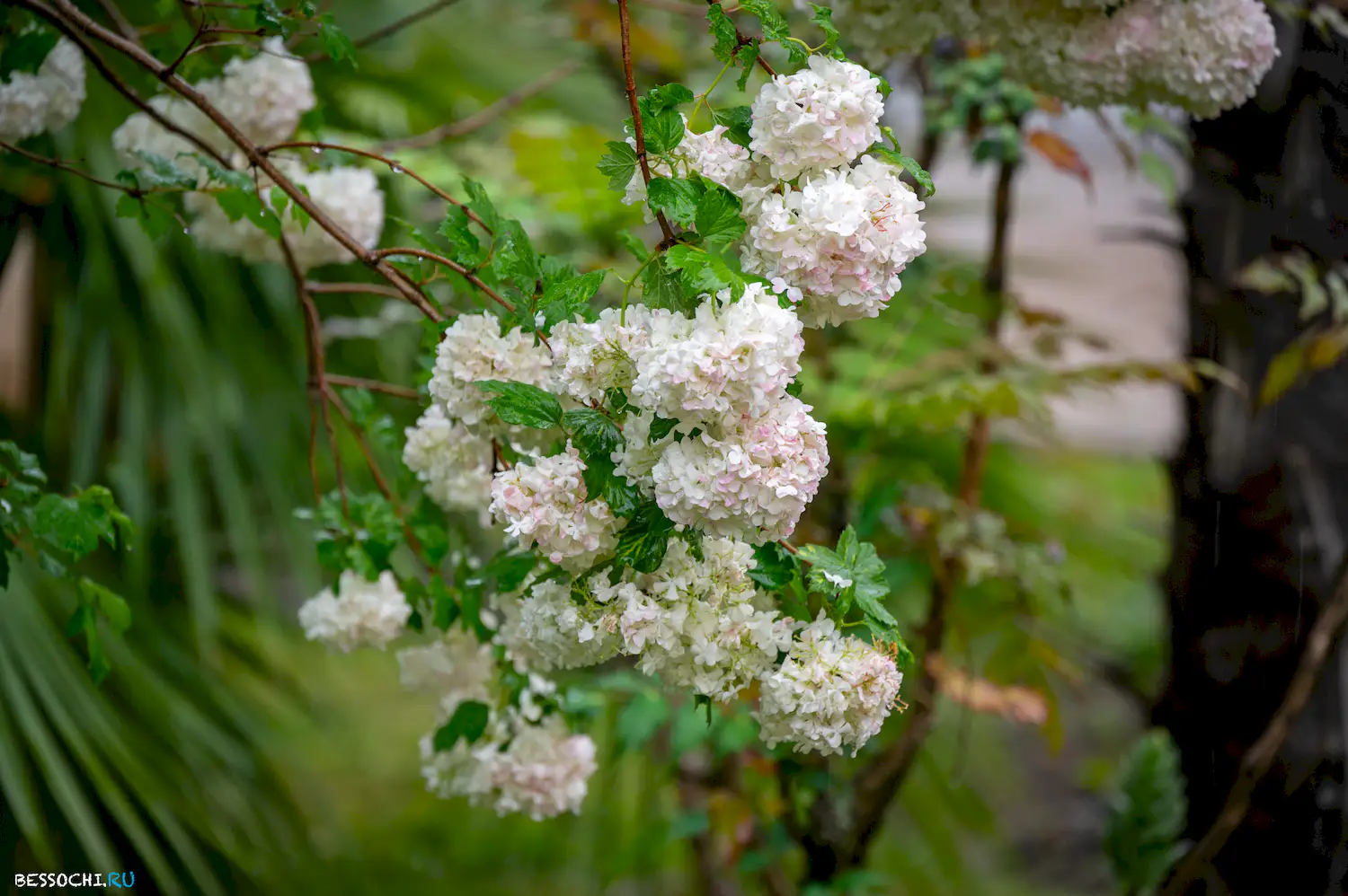 Весенний Сочи