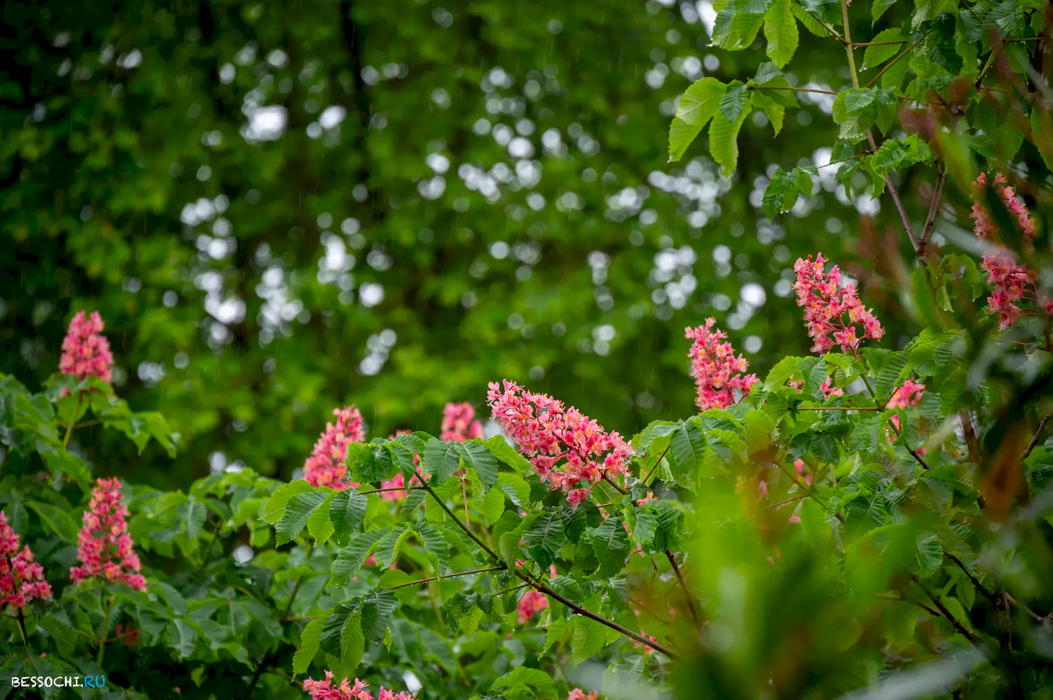 Весенний Сочи