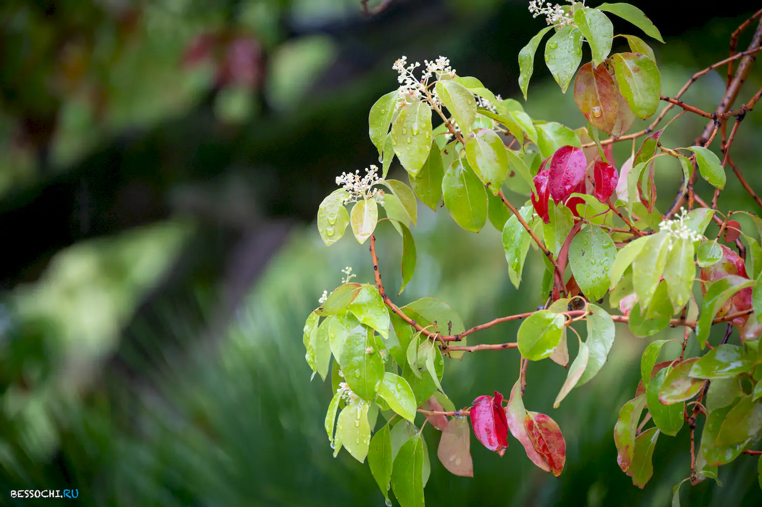 Весенний Сочи