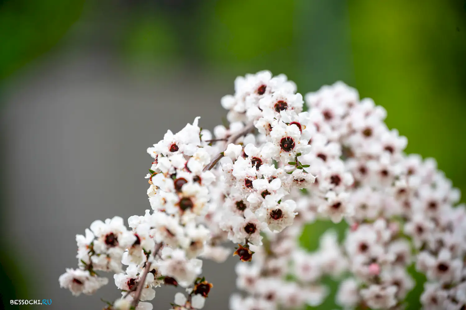 Весенний Сочи