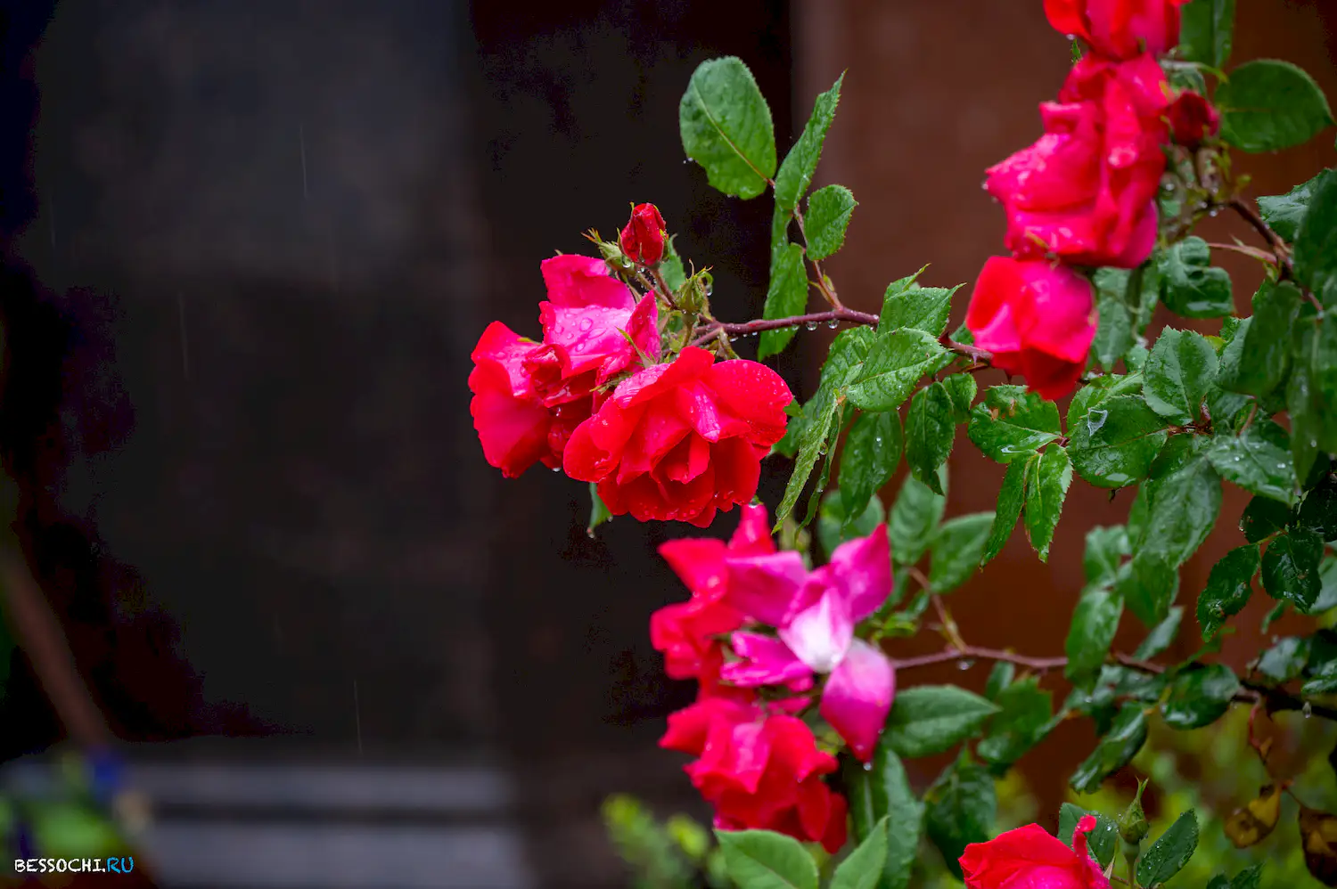 Весенний Сочи