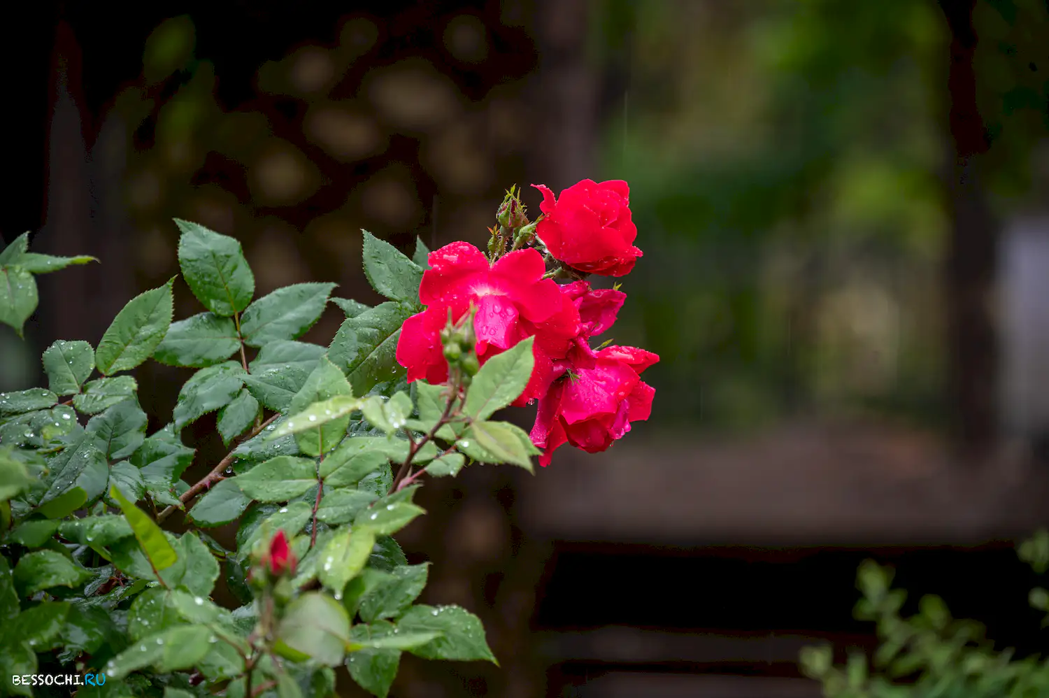 Весенний Сочи