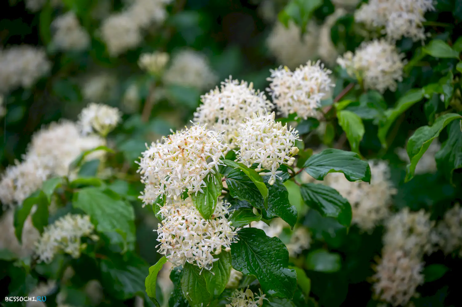 Весенний Сочи