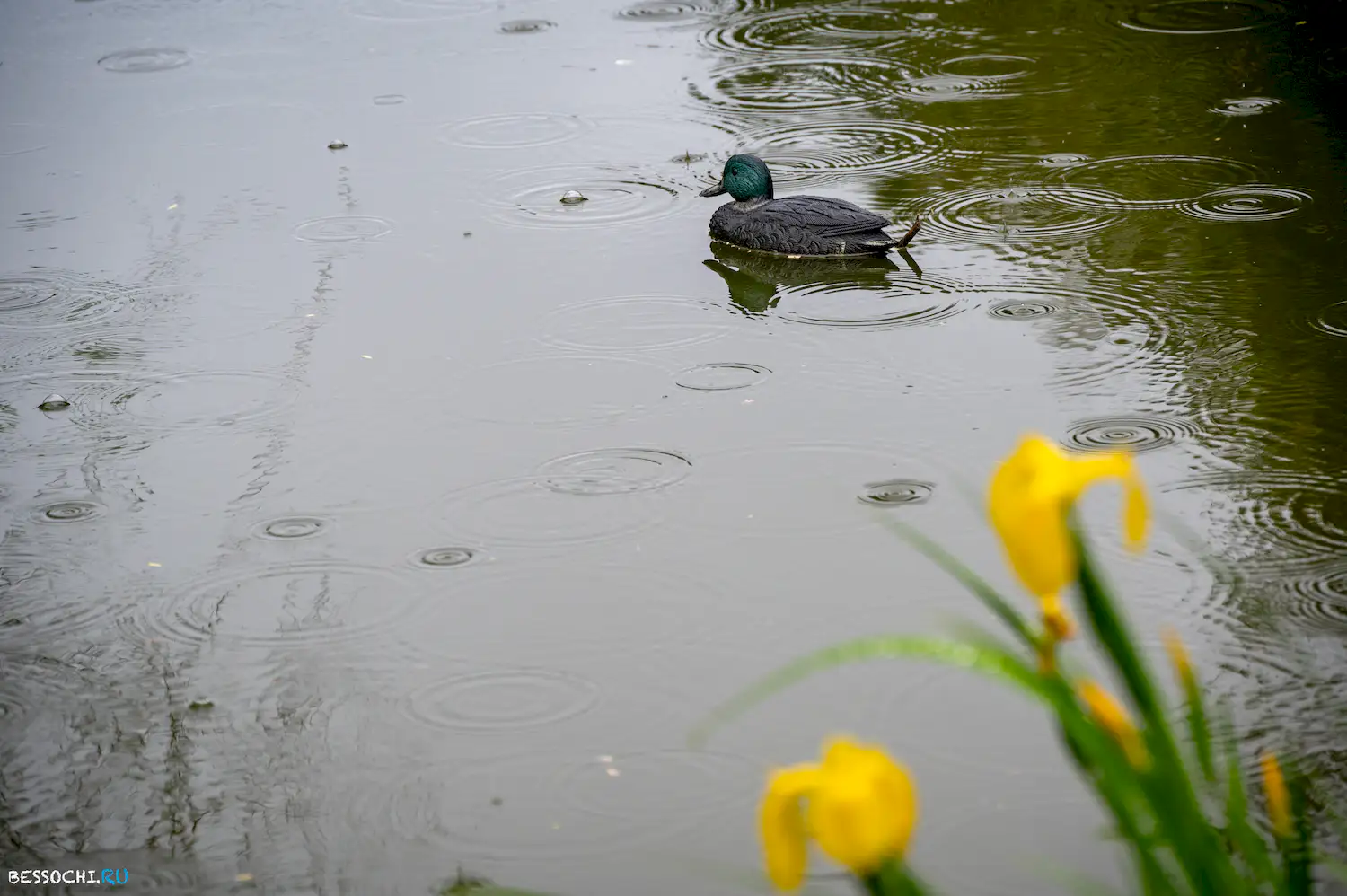 Весенний Сочи