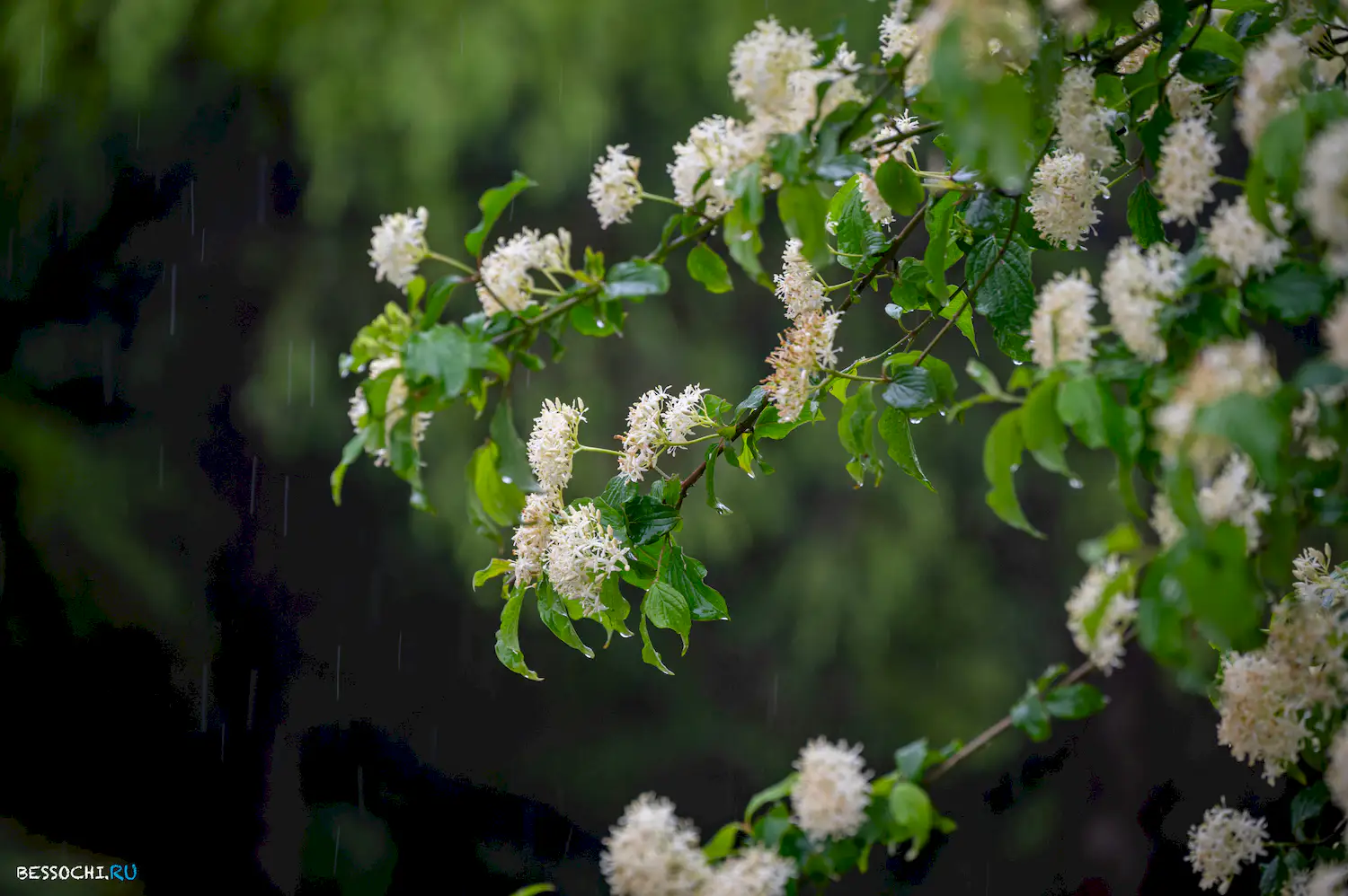Весенний Сочи