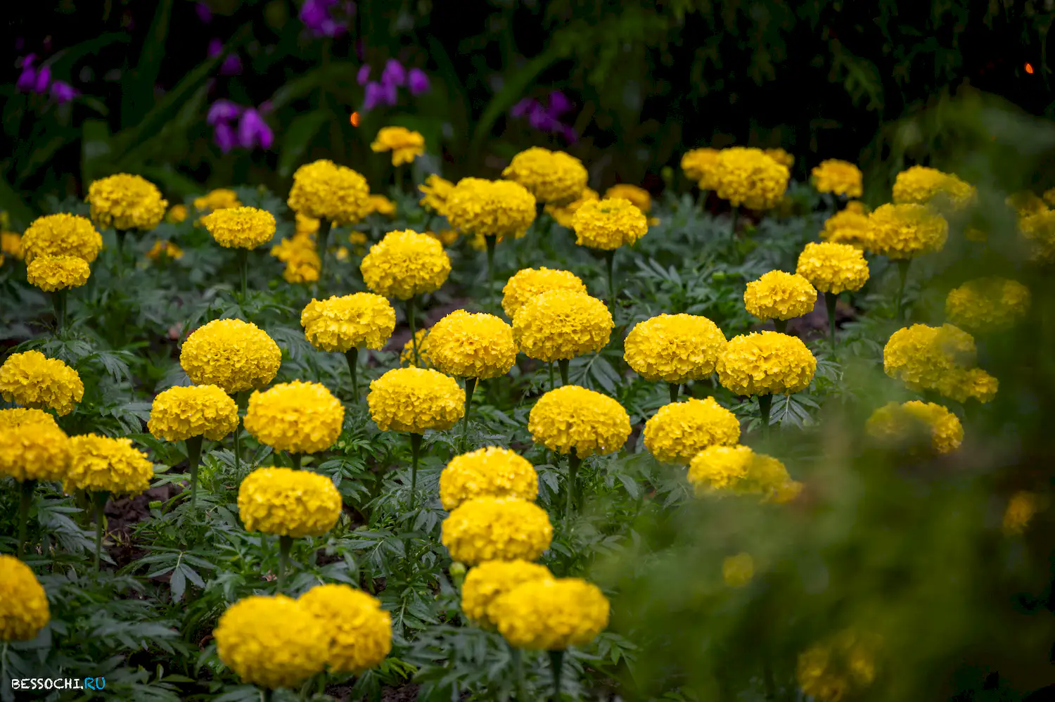 Весенний Сочи