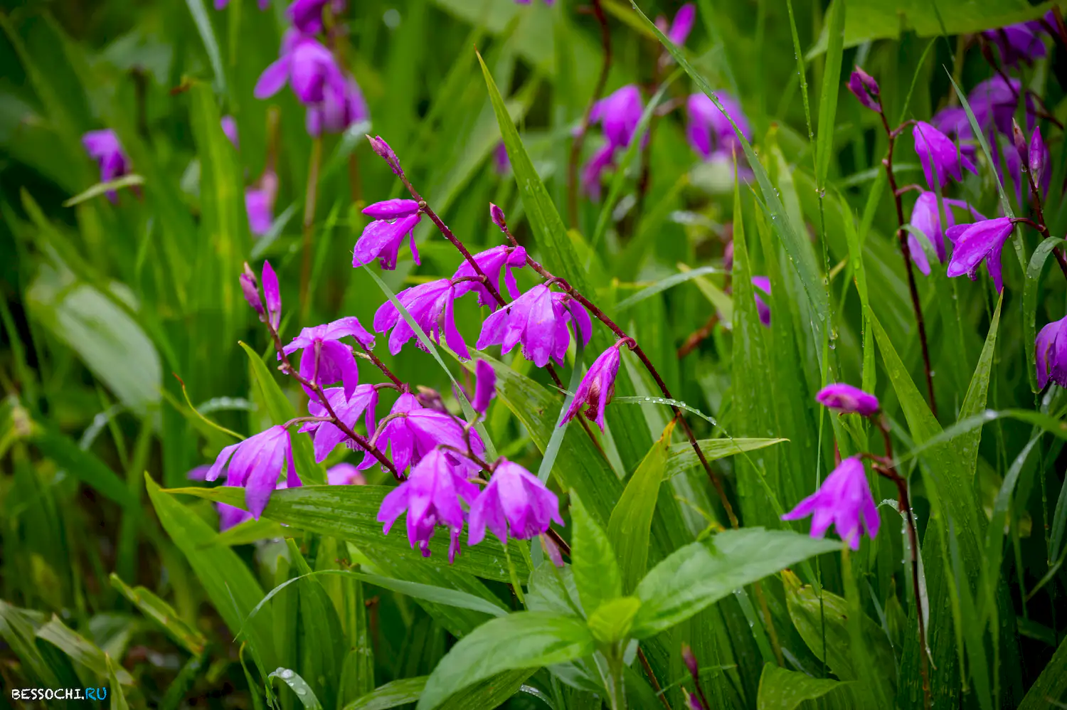 Весенний Сочи