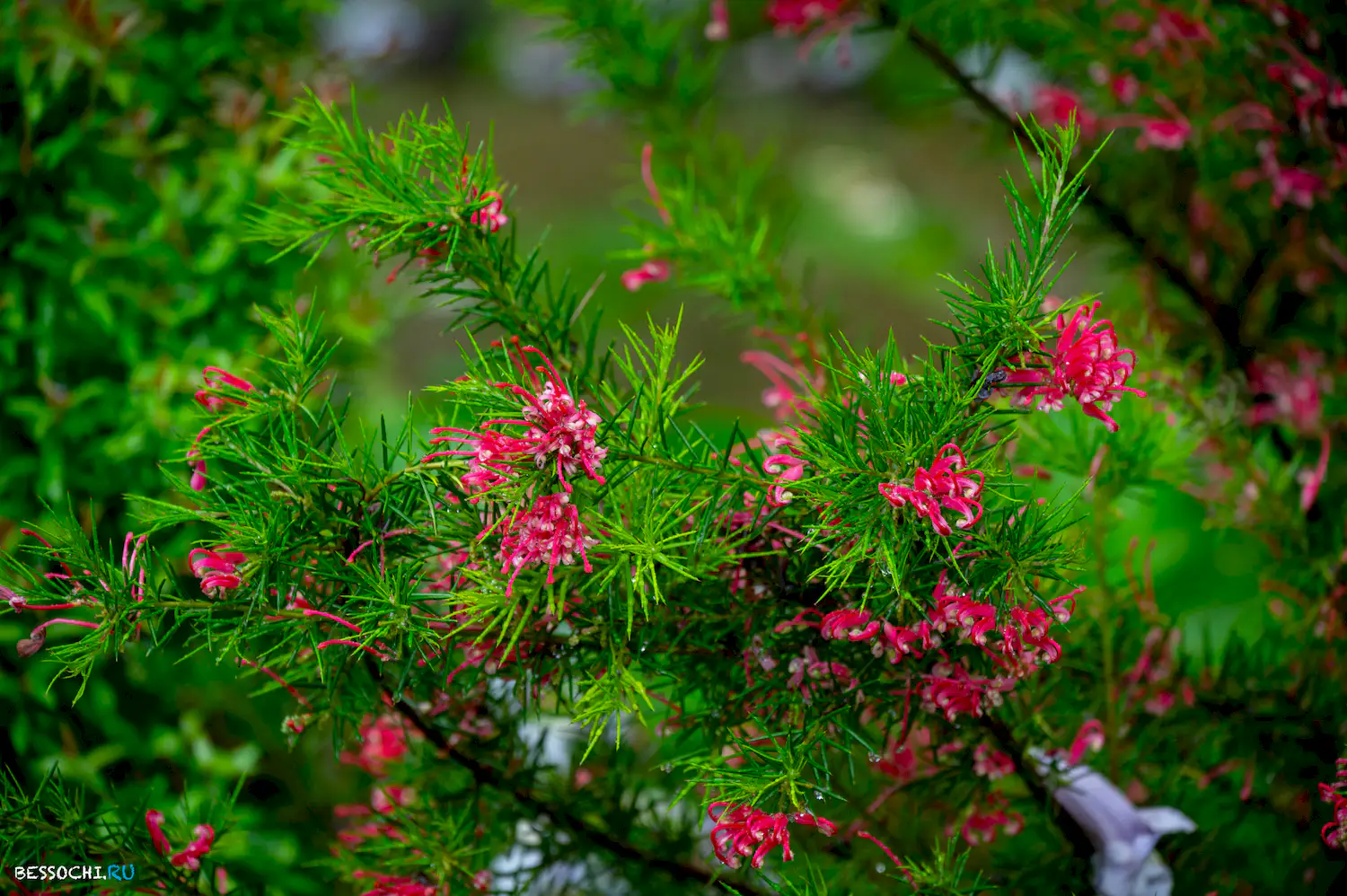 Весенний Сочи