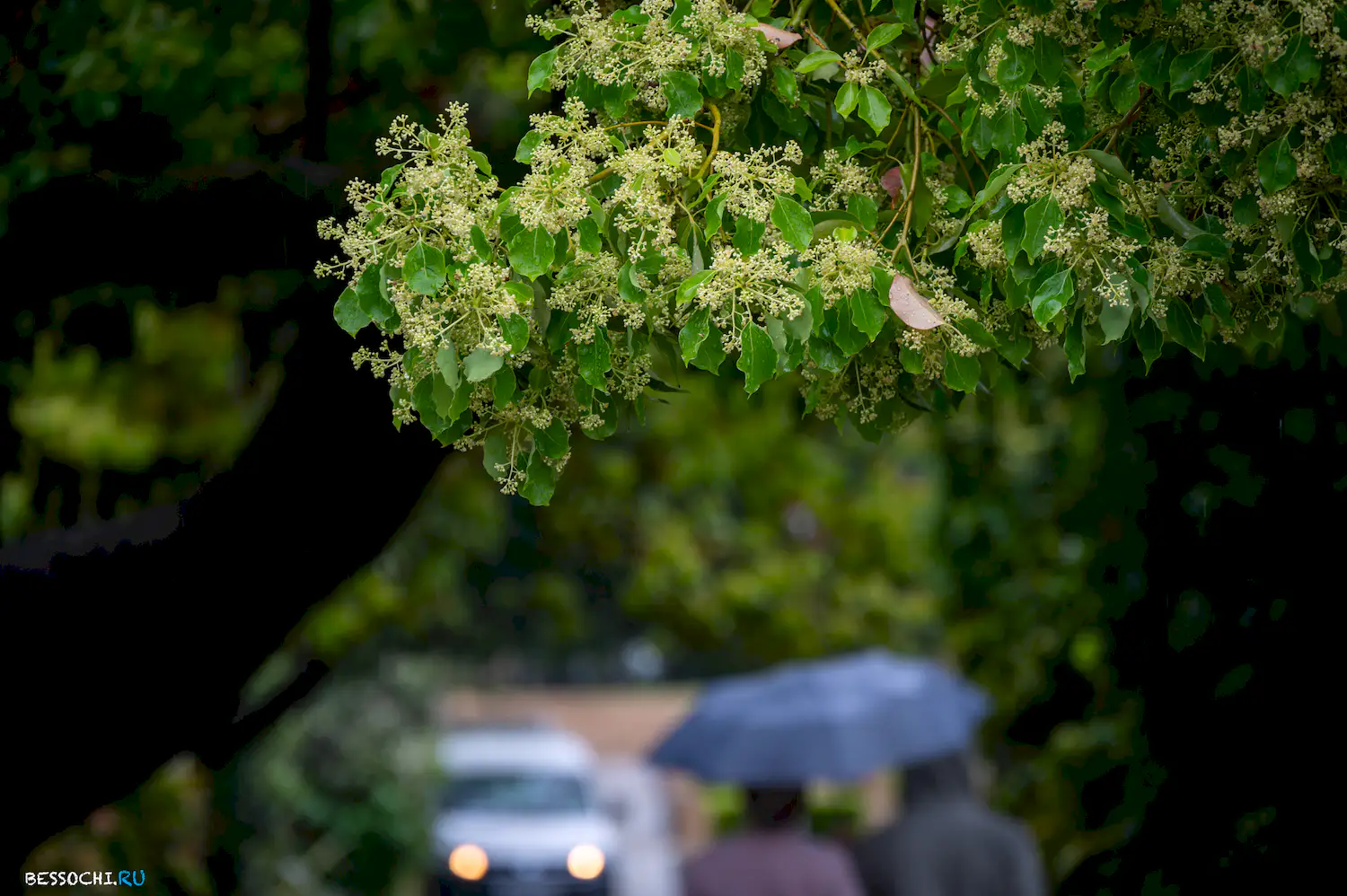 Весенний Сочи