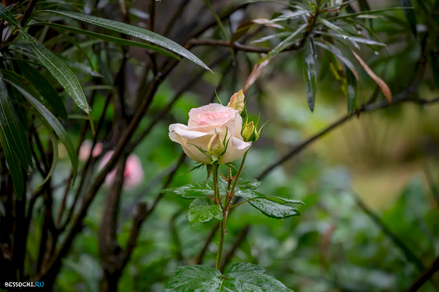 Весенний Сочи