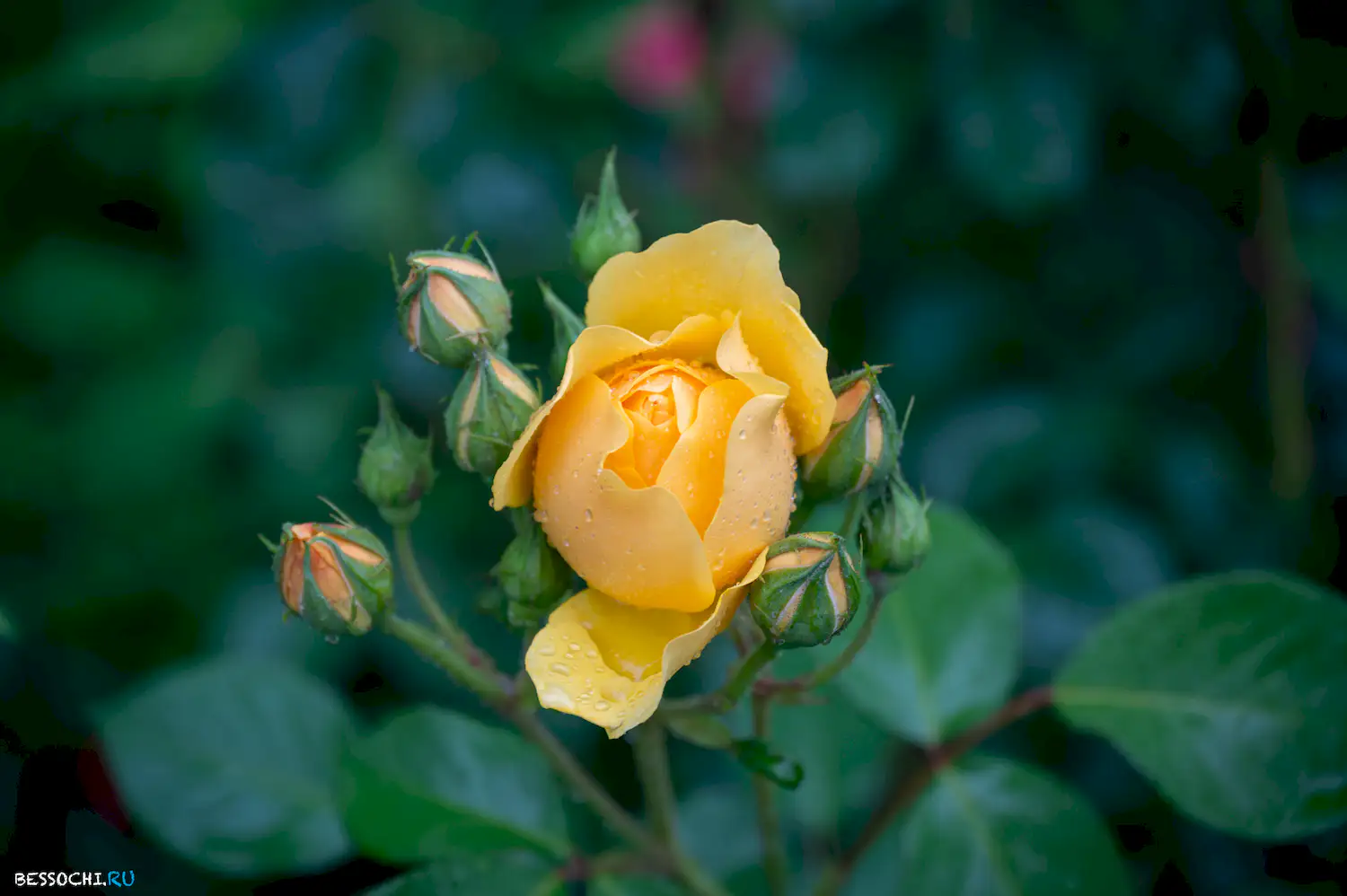 Весенний Сочи