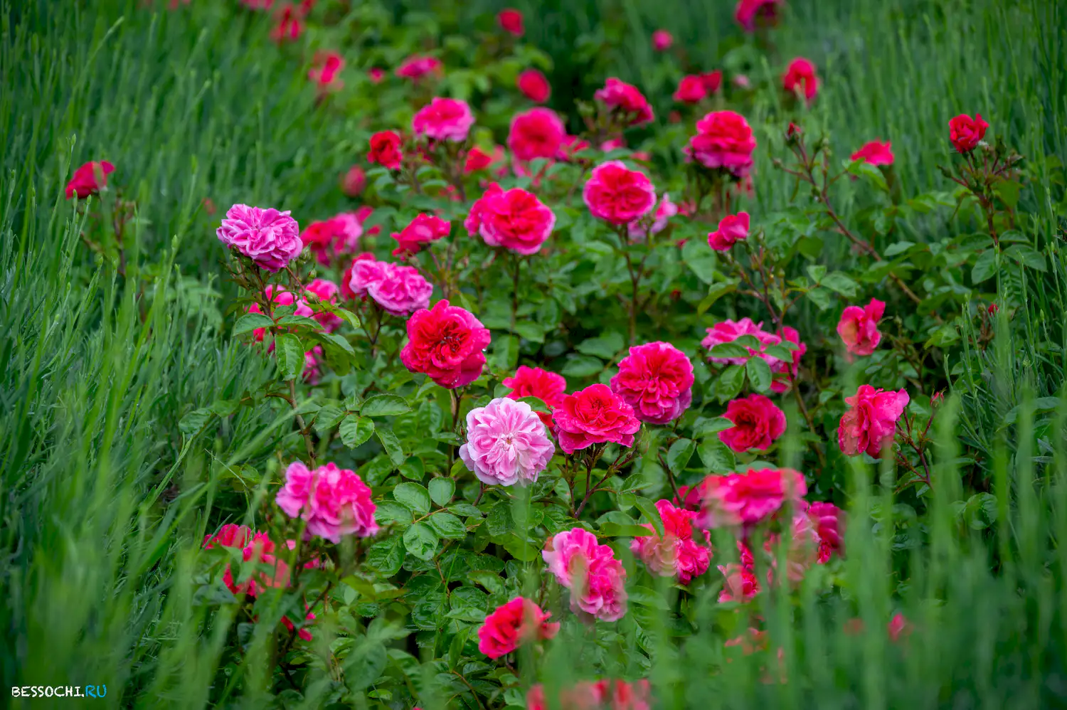 Весенний Сочи