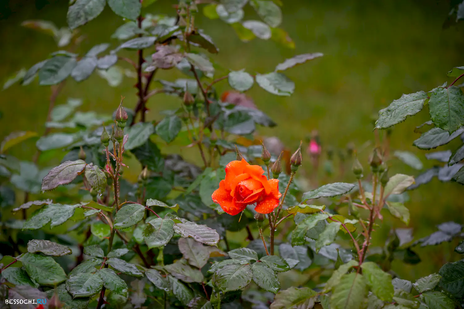 Весенний Сочи