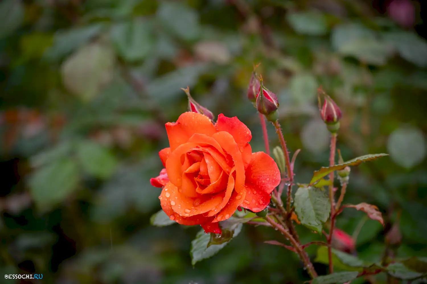 Весенний Сочи