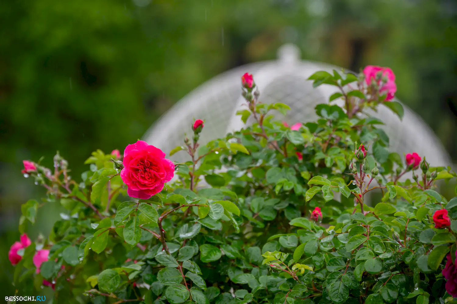 Весенний Сочи