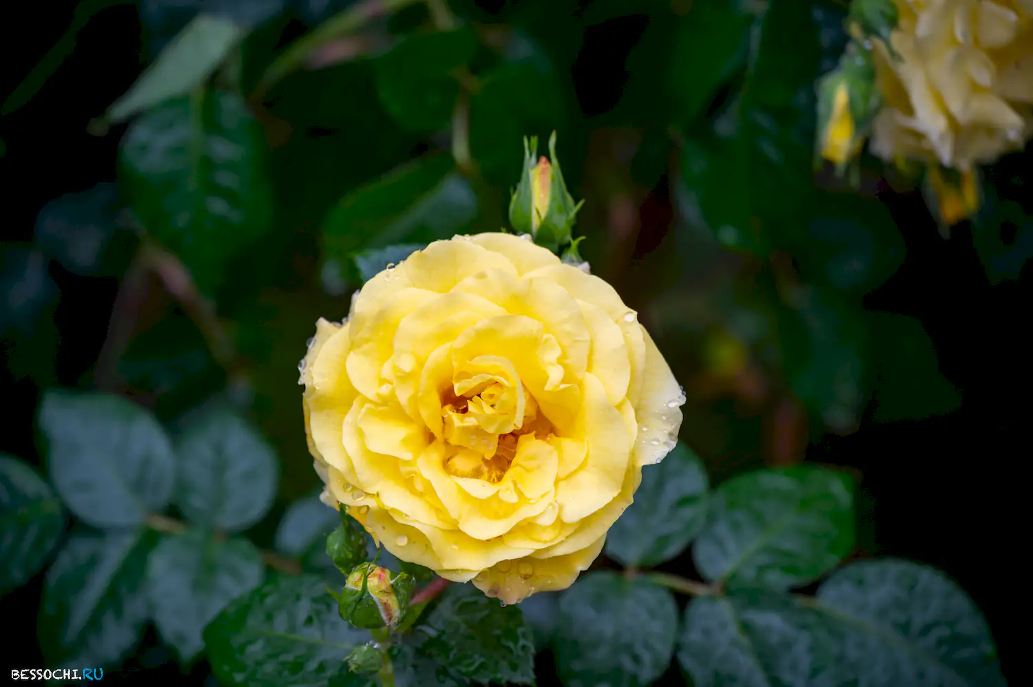 Весенний Сочи