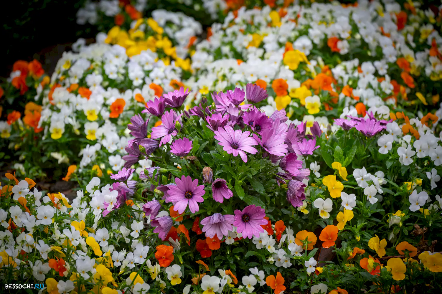 Весенний Сочи