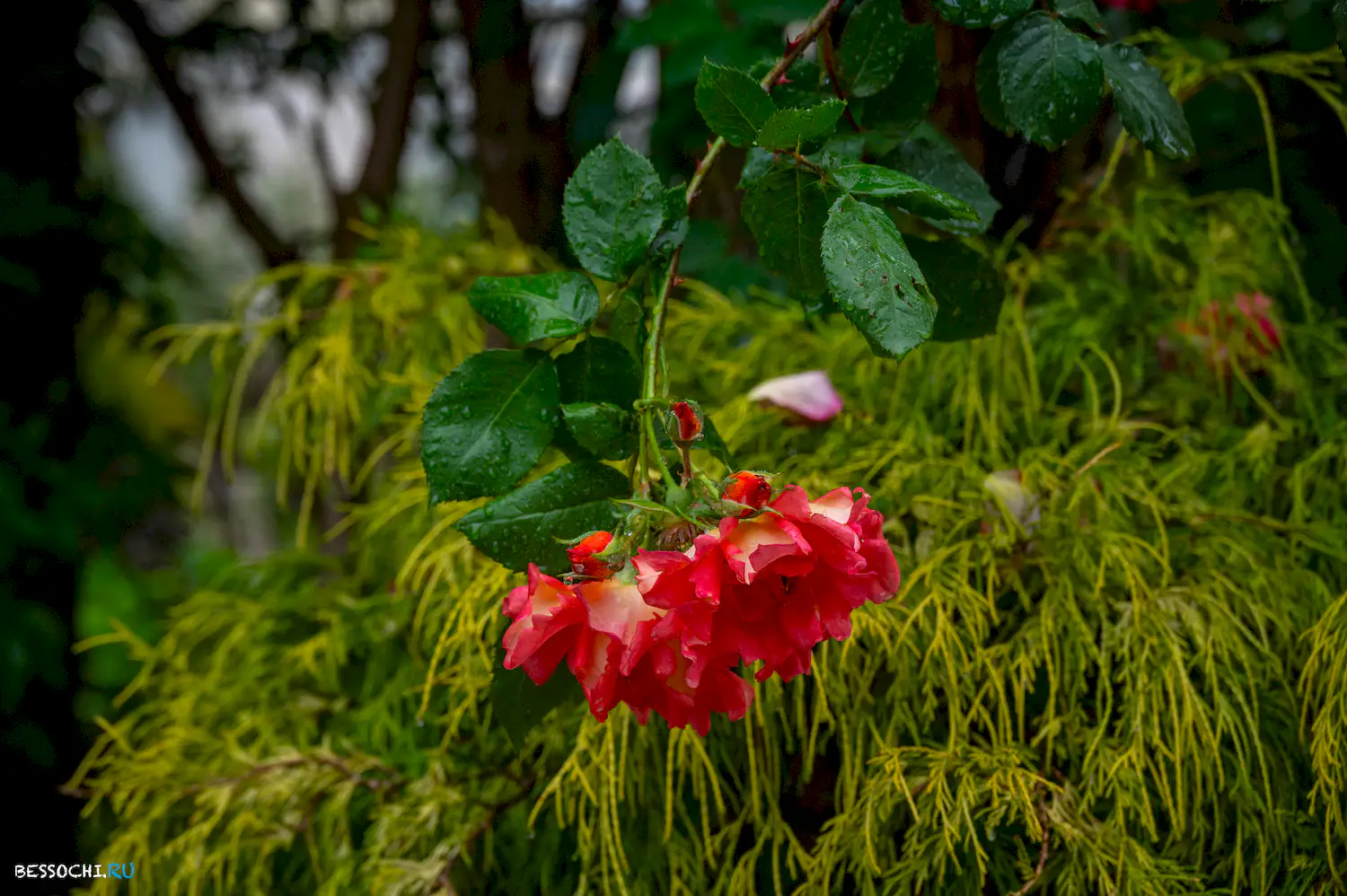 Весенний Сочи