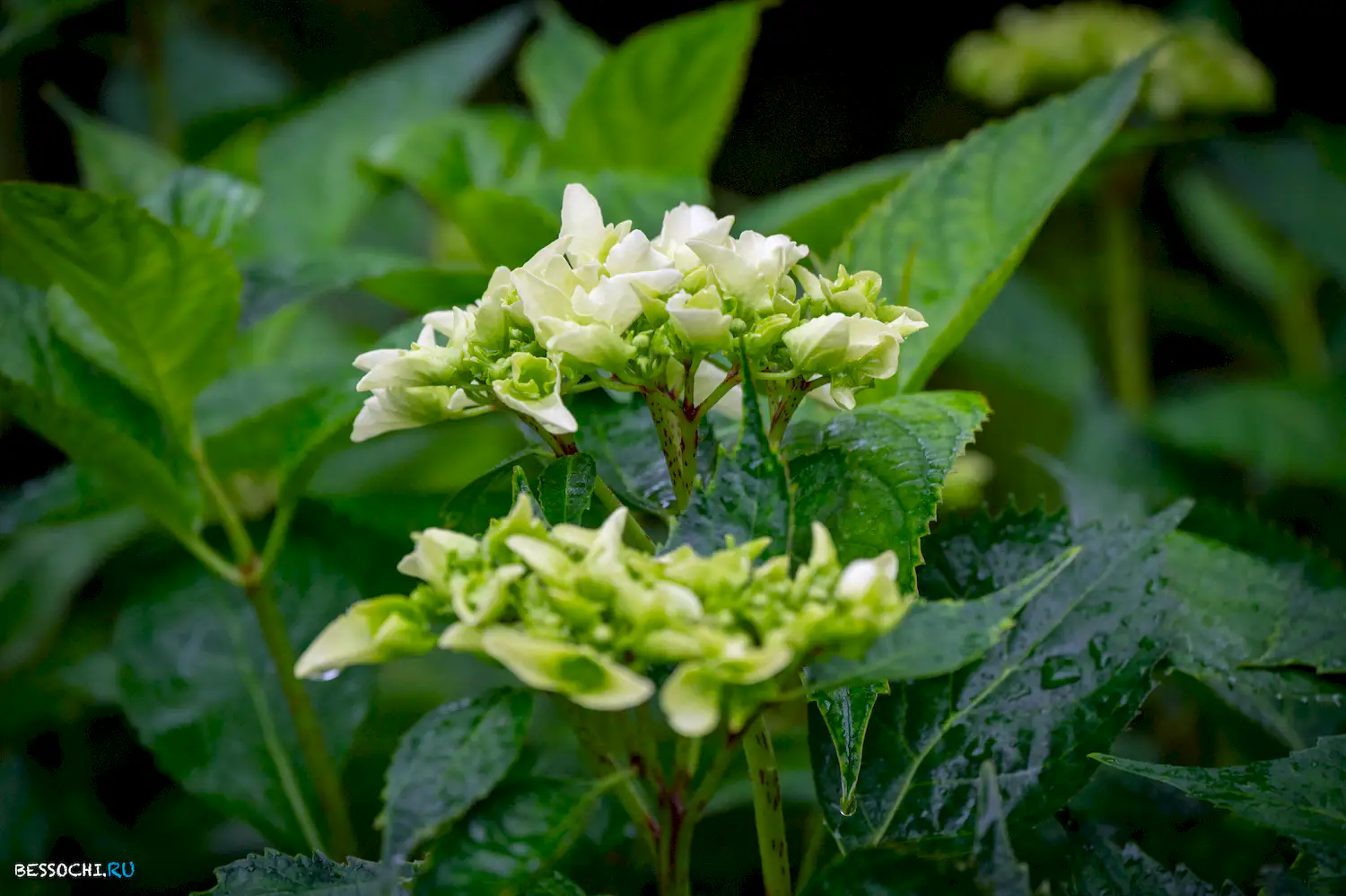 Весенний Сочи