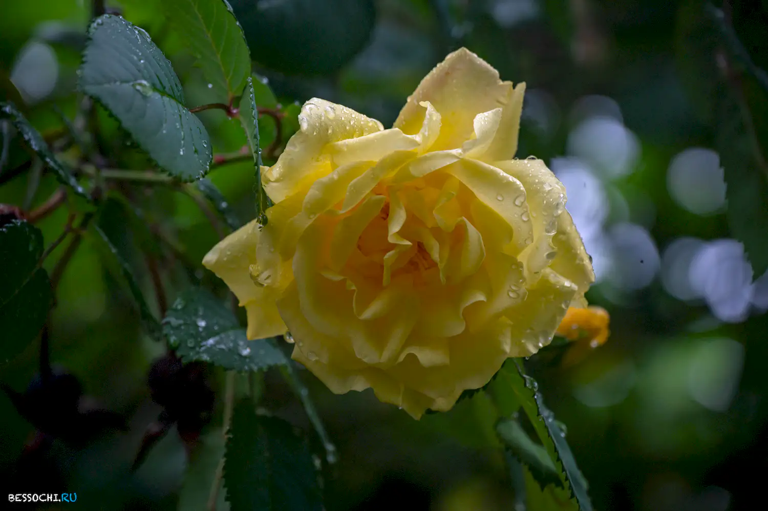 Весенний Сочи