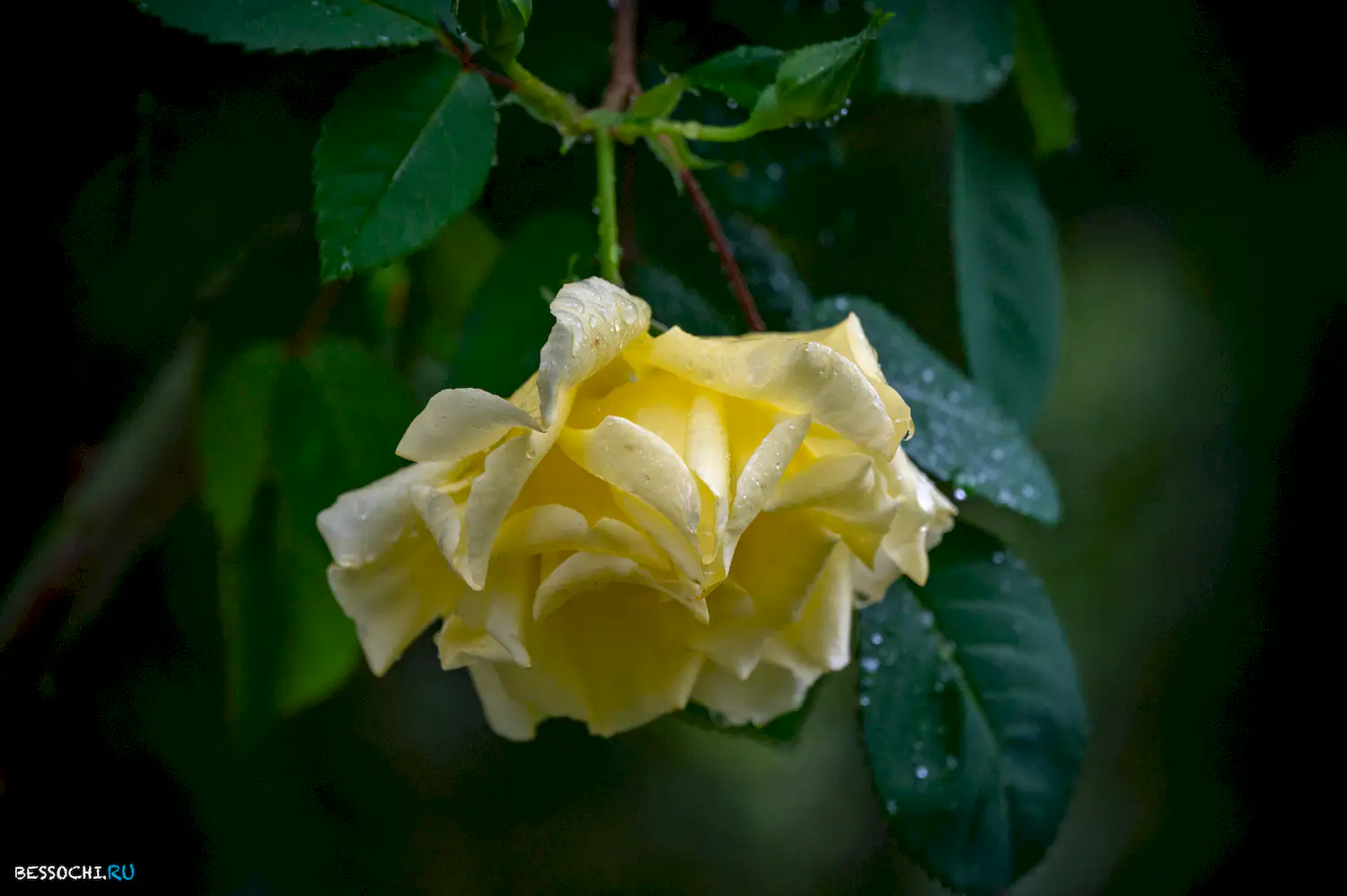 Весенний Сочи