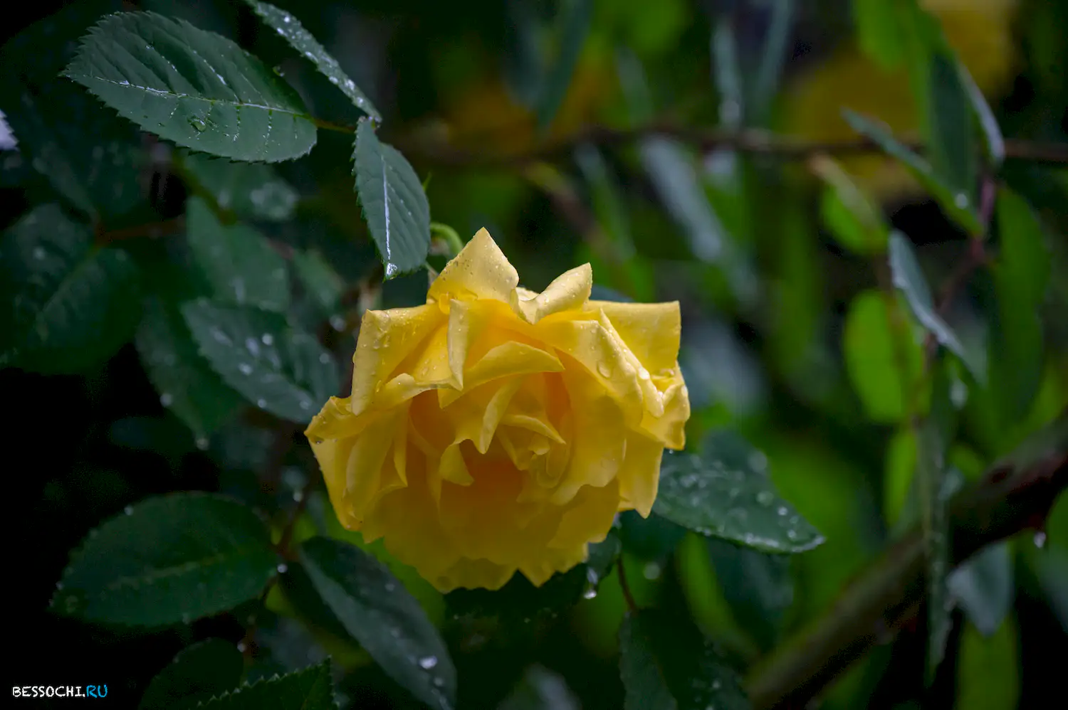 Весенний Сочи