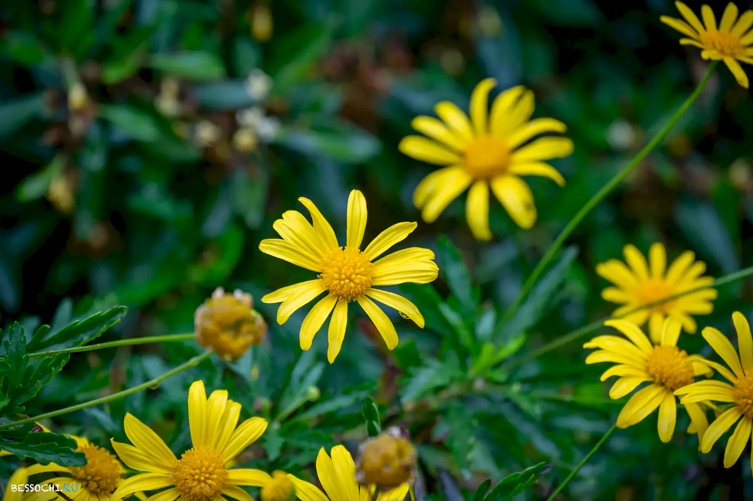 Весенний Сочи