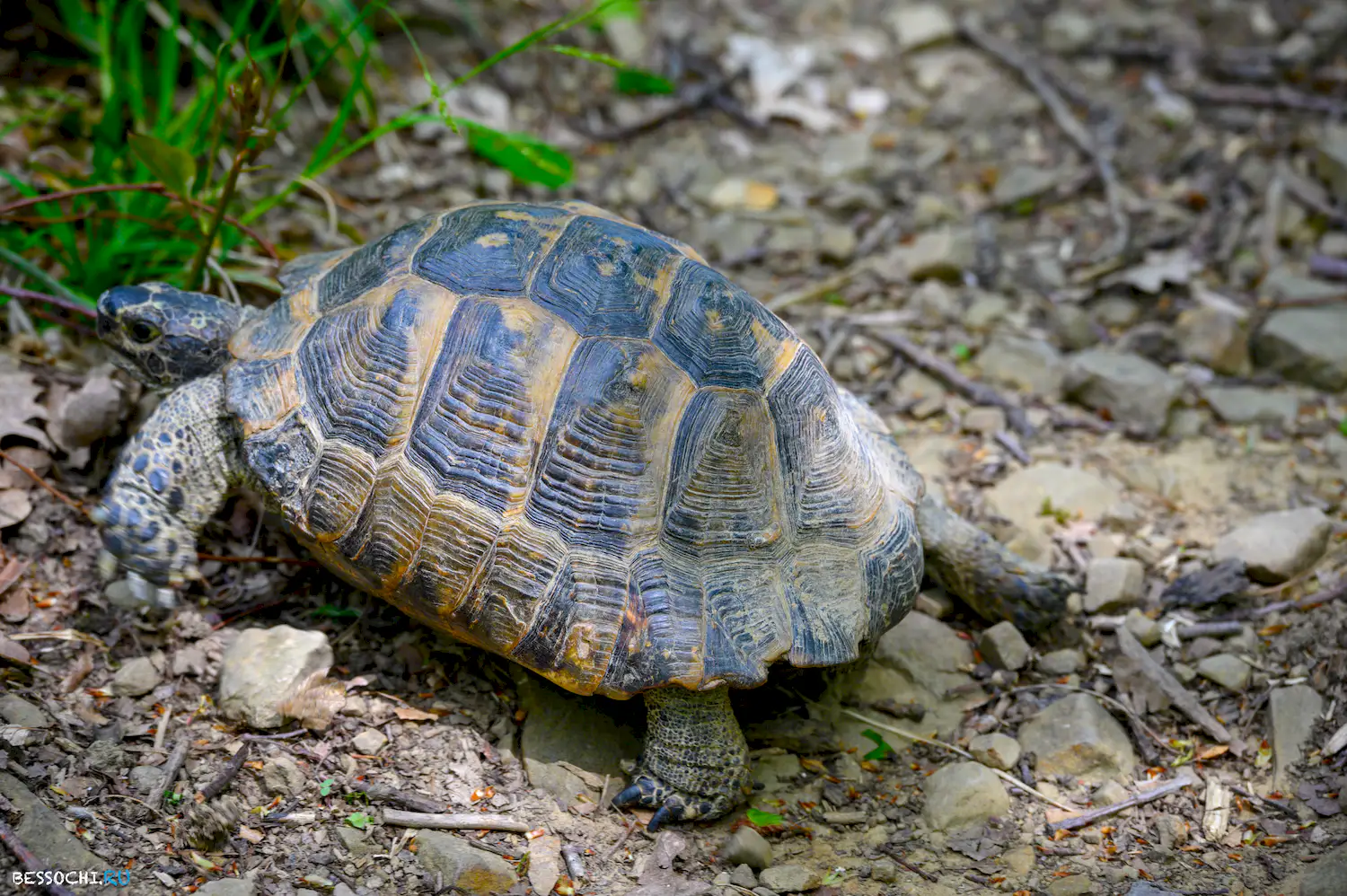 Берендеево царство