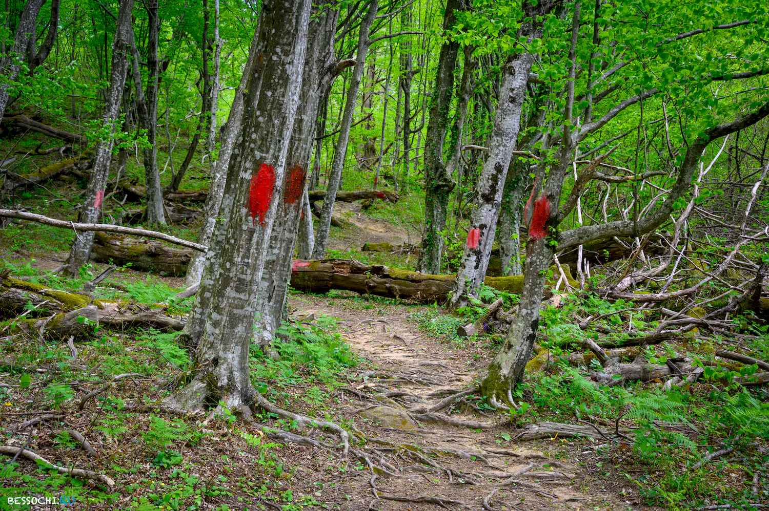 Берендеево царство