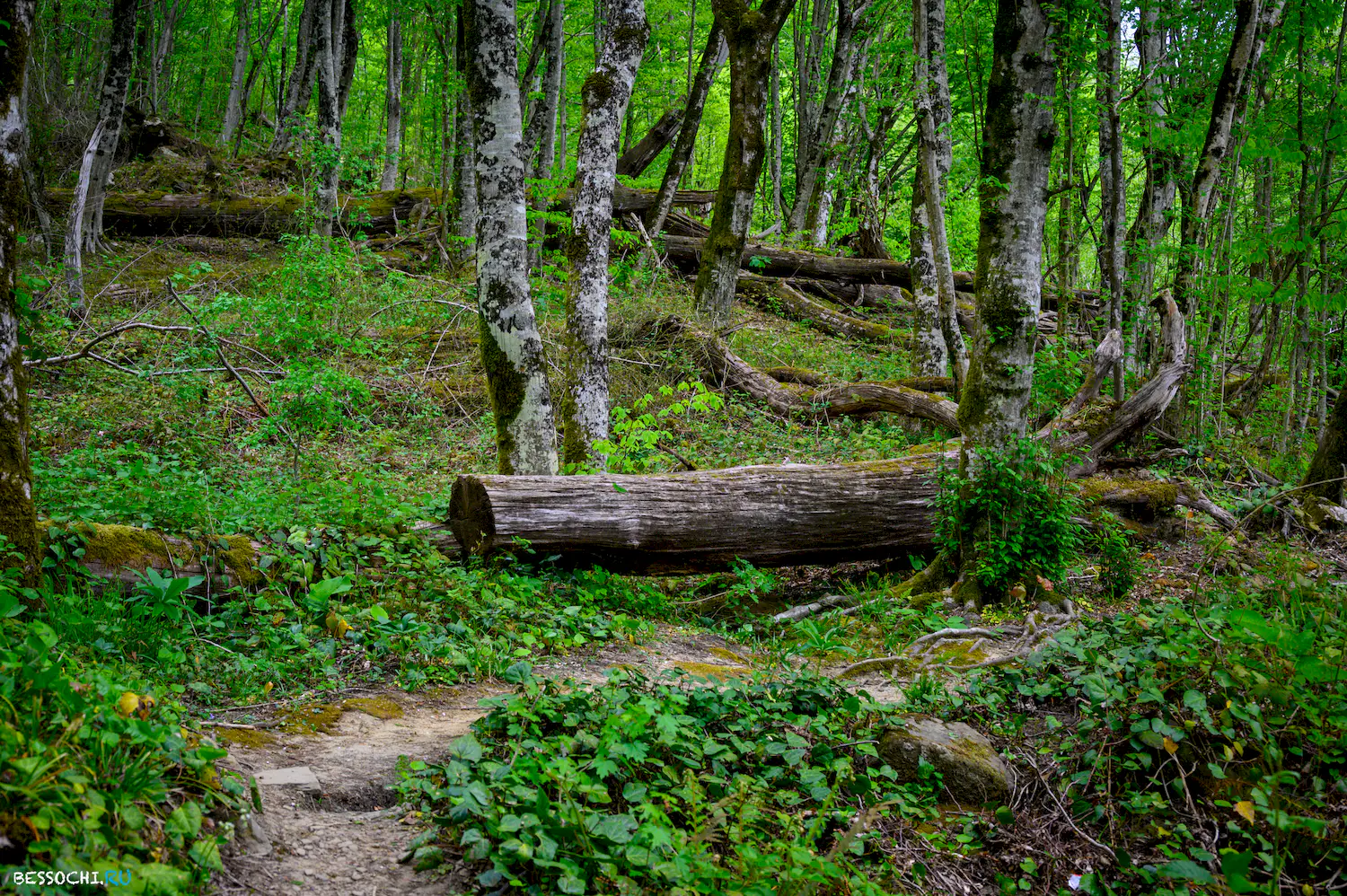 Свирское ущелье