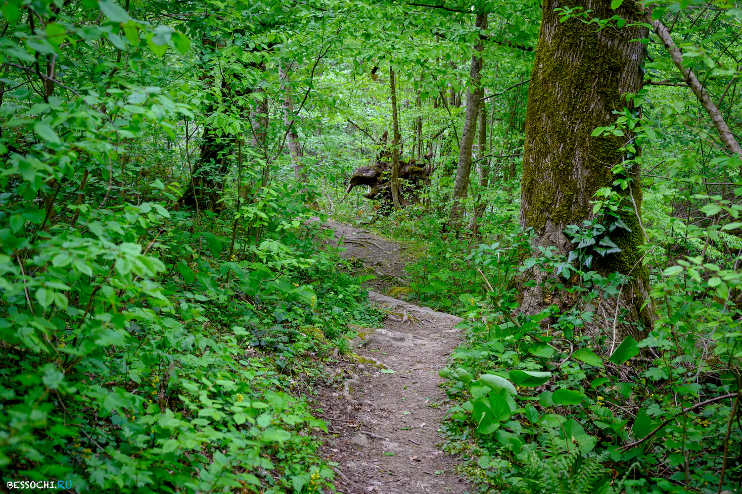 Свирское ущелье