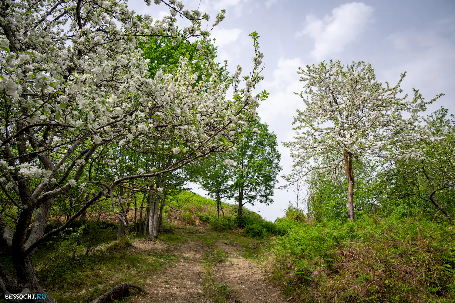 Верхнеармянское Лоо