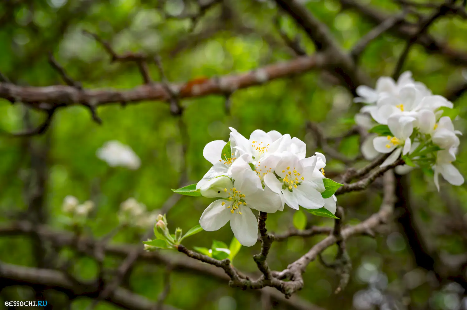 Верхнеармянское Лоо