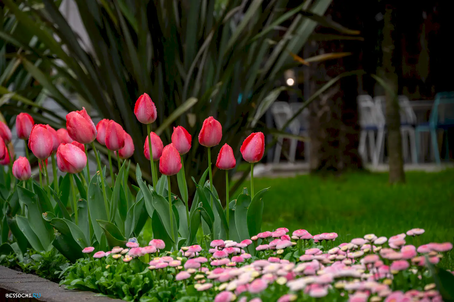 Весна в Сочи